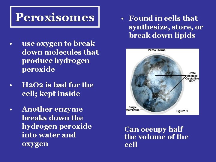 Peroxisomes • use oxygen to break down molecules that produce hydrogen peroxide • H