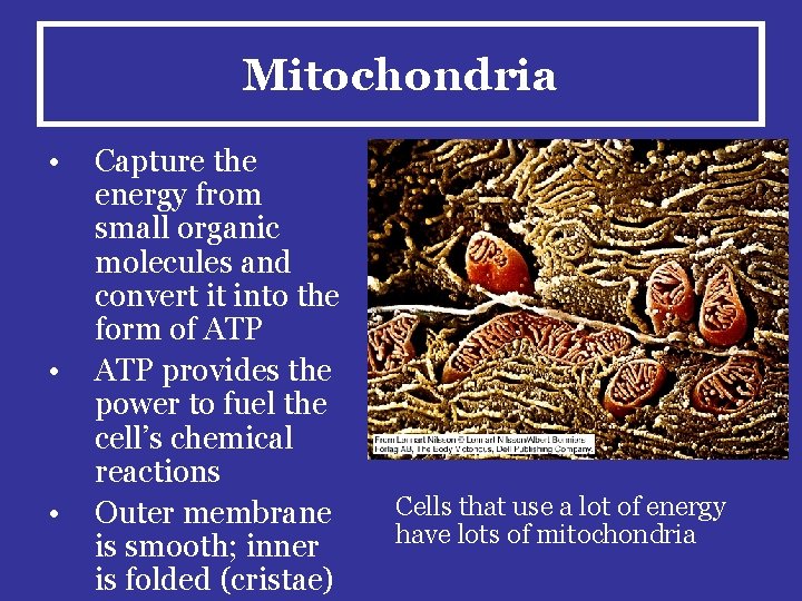 Mitochondria • • • Capture the energy from small organic molecules and convert it