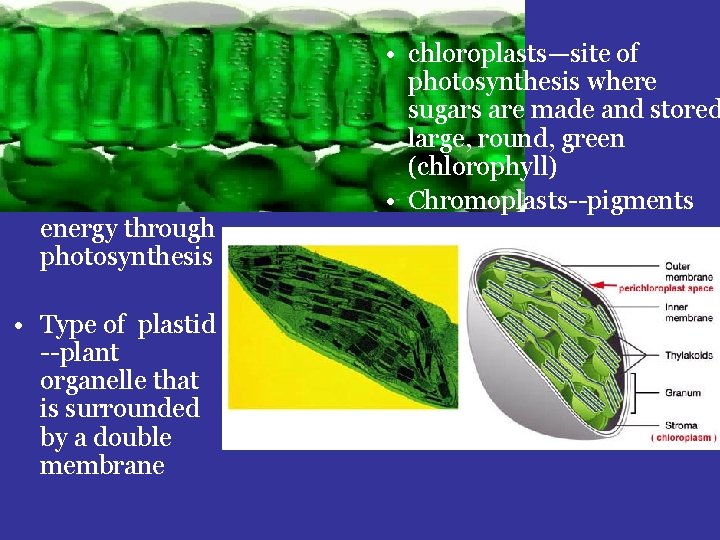 Chloroplasts • turn solar energy into chemical energy through photosynthesis • Type of plastid