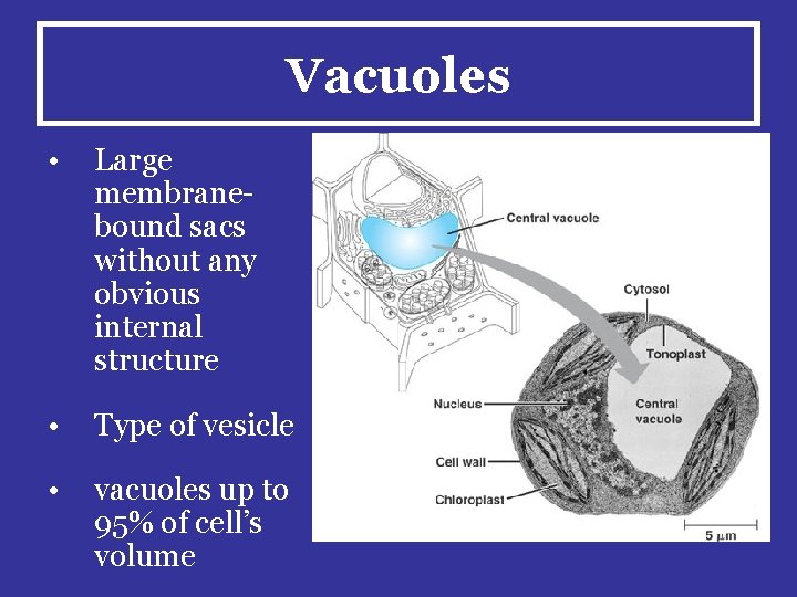 Vacuoles • Large membranebound sacs without any obvious internal structure • Type of vesicle