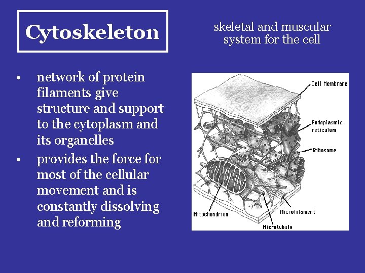 Cytoskeleton • • network of protein filaments give structure and support to the cytoplasm