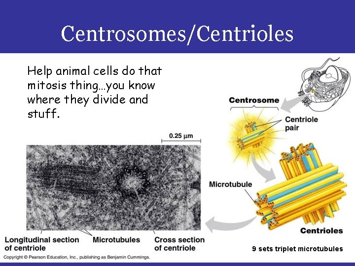 Centrosomes/Centrioles Help animal cells do that mitosis thing…you know where they divide and stuff.