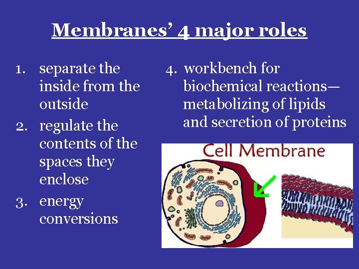 Membranes’ 4 major roles 1. separate the inside from the outside 2. regulate the