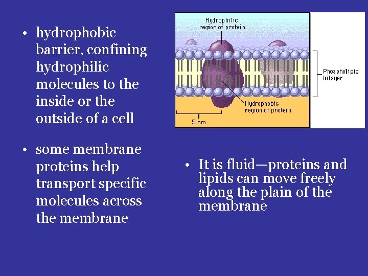  • hydrophobic barrier, confining hydrophilic molecules to the inside or the outside of