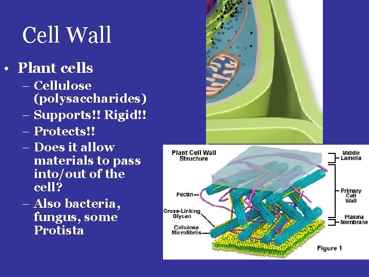 Cell Wall • Plant cells – Cellulose (polysaccharides) – Supports!! Rigid!! – Protects!! –