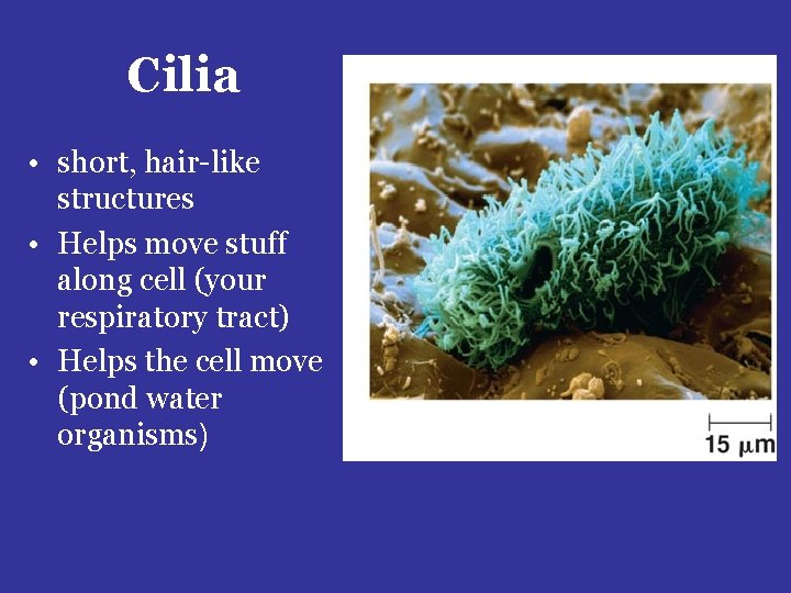 Cilia • short, hair-like structures • Helps move stuff along cell (your respiratory tract)