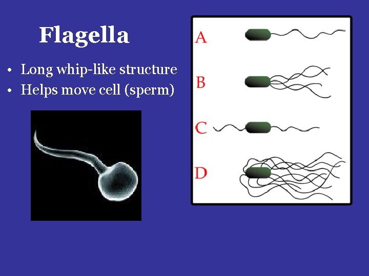 Flagella • Long whip-like structure • Helps move cell (sperm) 
