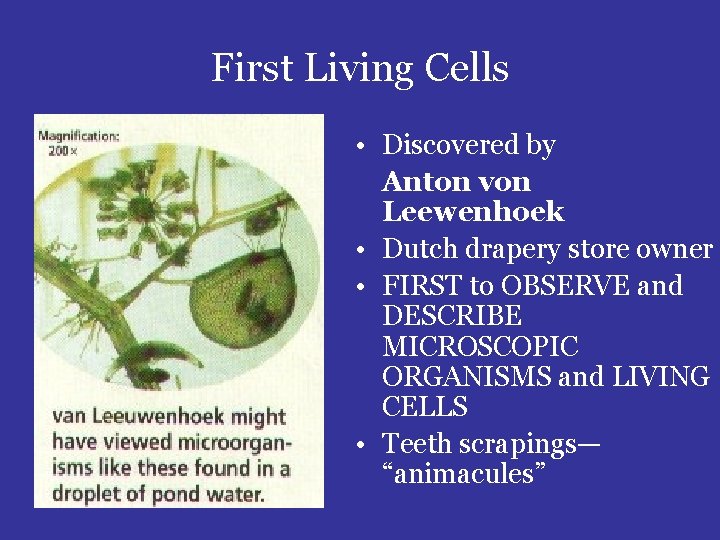 First Living Cells • Discovered by Anton von Leewenhoek • Dutch drapery store owner