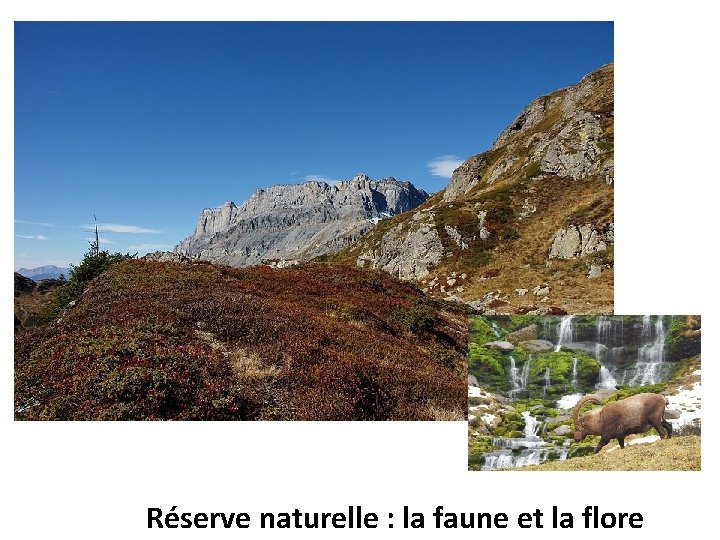 Réserve naturelle : la faune et la flore 