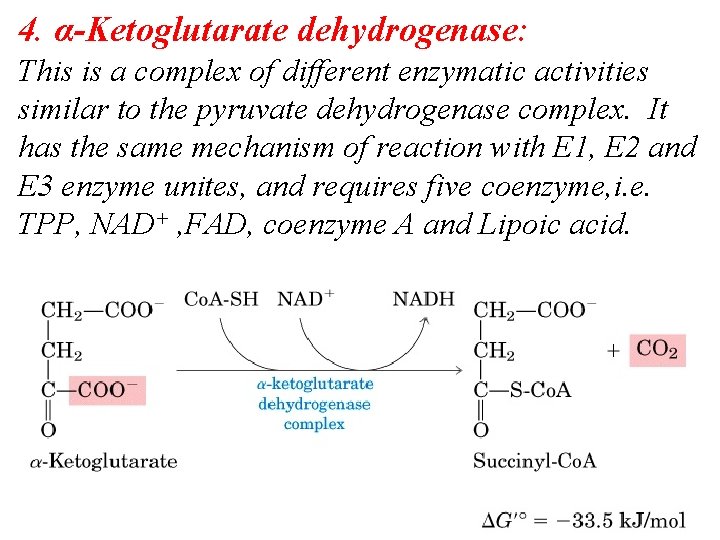 4. α-Ketoglutarate dehydrogenase: This is a complex of different enzymatic activities similar to the