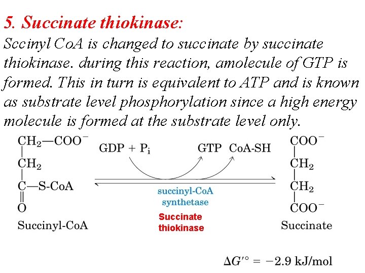 5. Succinate thiokinase: Sccinyl Co. A is changed to succinate by succinate thiokinase. during