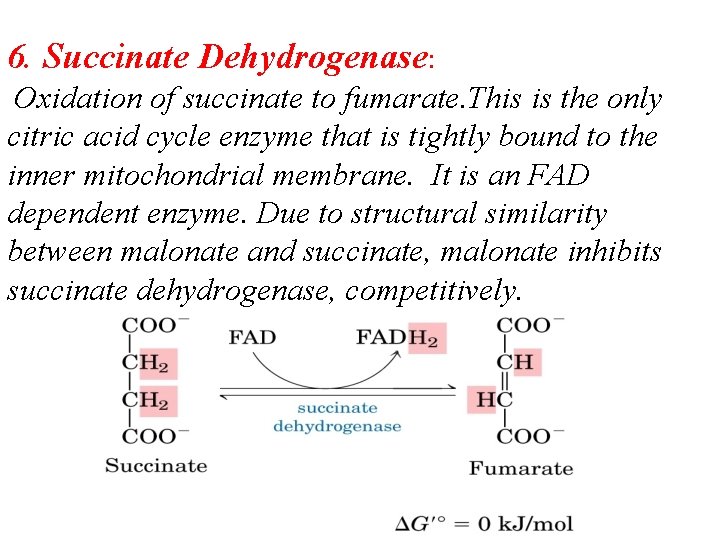 6. Succinate Dehydrogenase: Oxidation of succinate to fumarate. This is the only citric acid