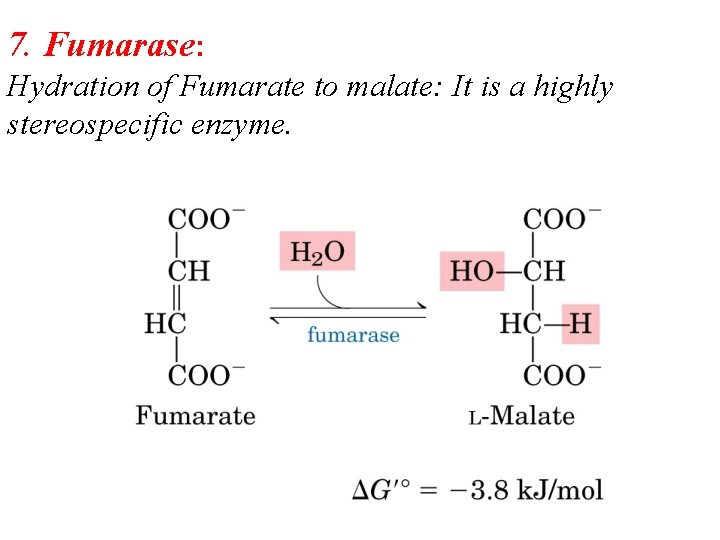 7. Fumarase: Hydration of Fumarate to malate: It is a highly stereospecific enzyme. 