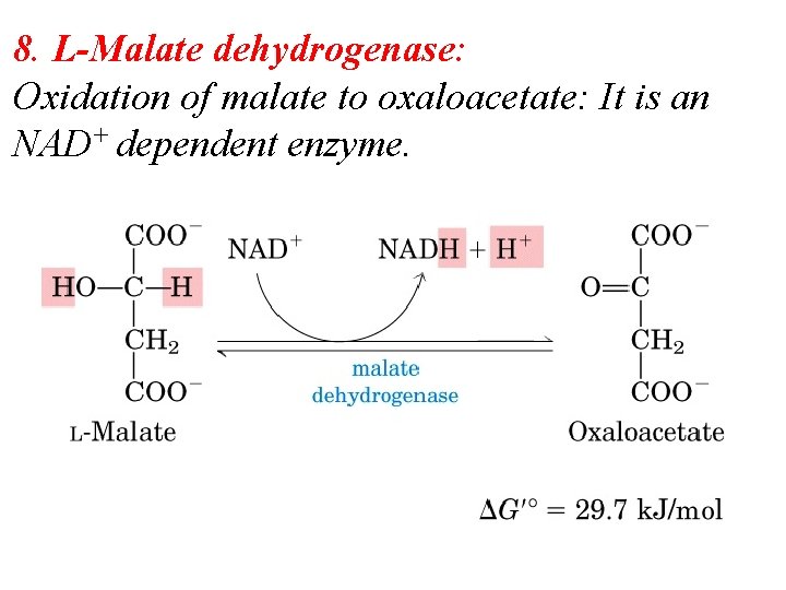 8. L-Malate dehydrogenase: Oxidation of malate to oxaloacetate: It is an NAD+ dependent enzyme.