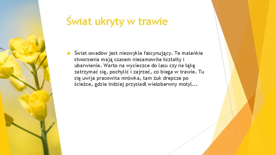 Świat ukryty w trawie Świat owadów jest niezwykle fascynujący. Te maleńkie stworzenia mają czasem