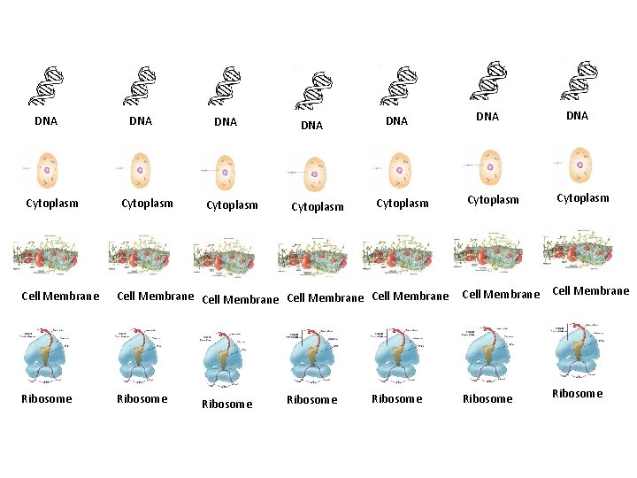 DNA Cytoplasm DNA Cytoplasm Cell Membrane Cell Membrane Ribosome Ribosome 