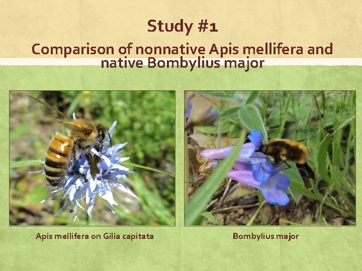 Study #1 Comparison of nonnative Apis mellifera and native Bombylius major Apis mellifera on