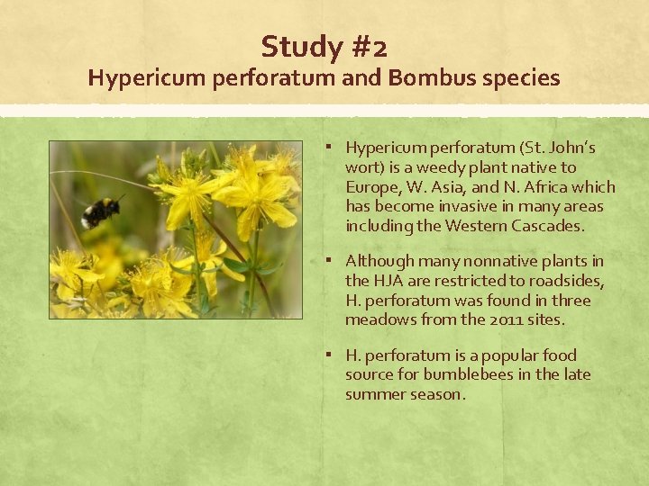 Study #2 Hypericum perforatum and Bombus species ▪ Hypericum perforatum (St. John’s wort) is