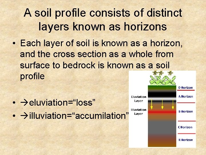 A soil profile consists of distinct layers known as horizons • Each layer of