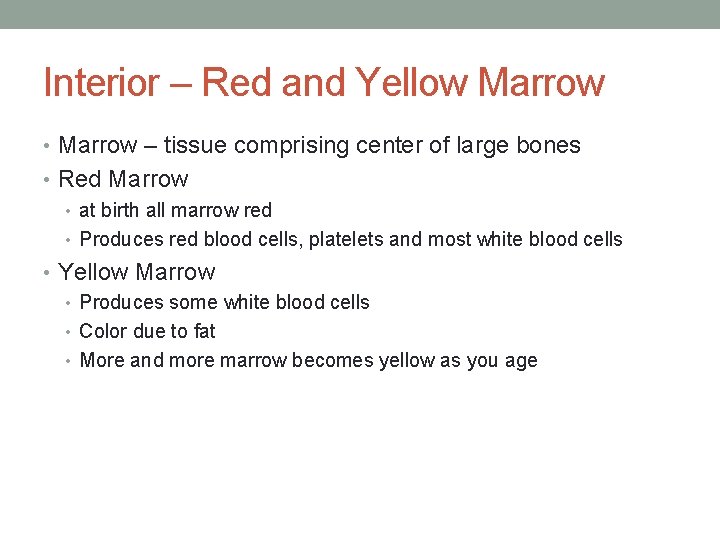 Interior – Red and Yellow Marrow • Marrow – tissue comprising center of large