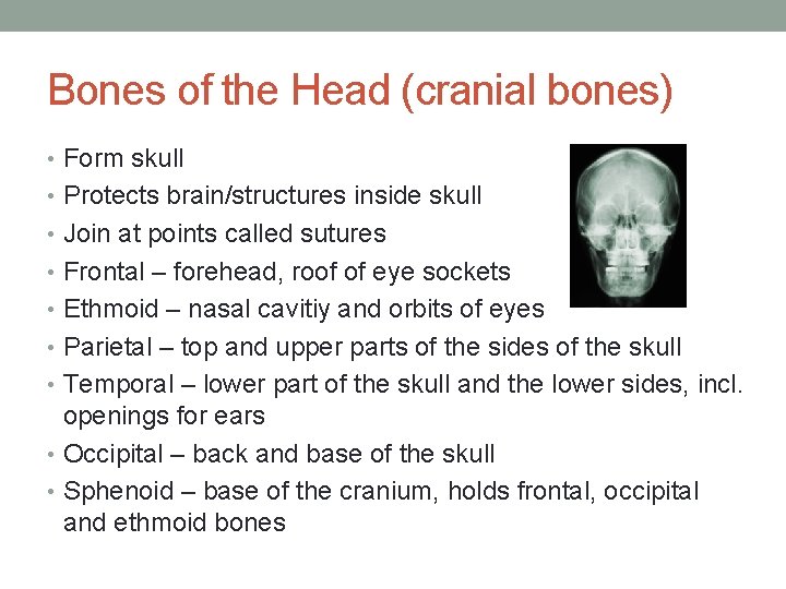 Bones of the Head (cranial bones) • Form skull • Protects brain/structures inside skull