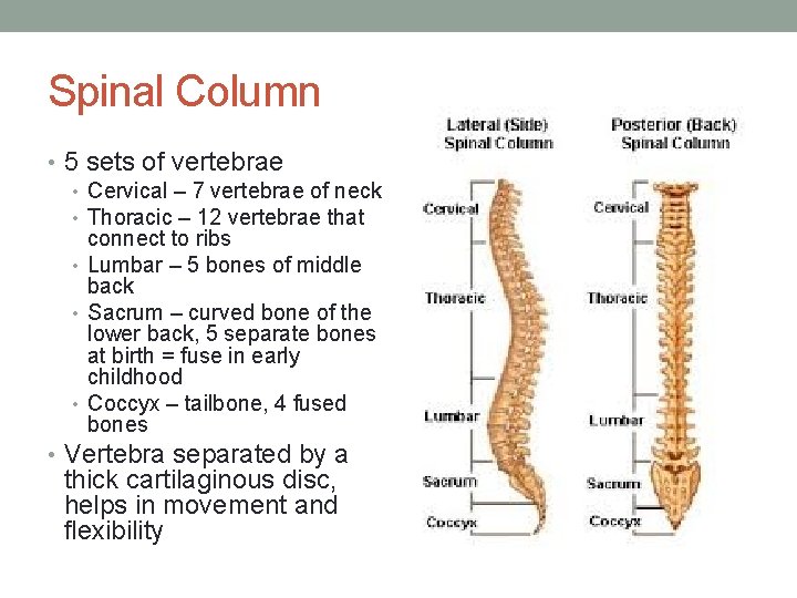 Spinal Column • 5 sets of vertebrae • Cervical – 7 vertebrae of neck