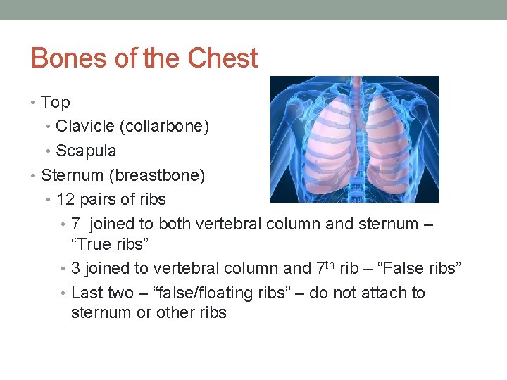Bones of the Chest • Top • Clavicle (collarbone) • Scapula • Sternum (breastbone)