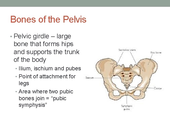 Bones of the Pelvis • Pelvic girdle – large bone that forms hips and