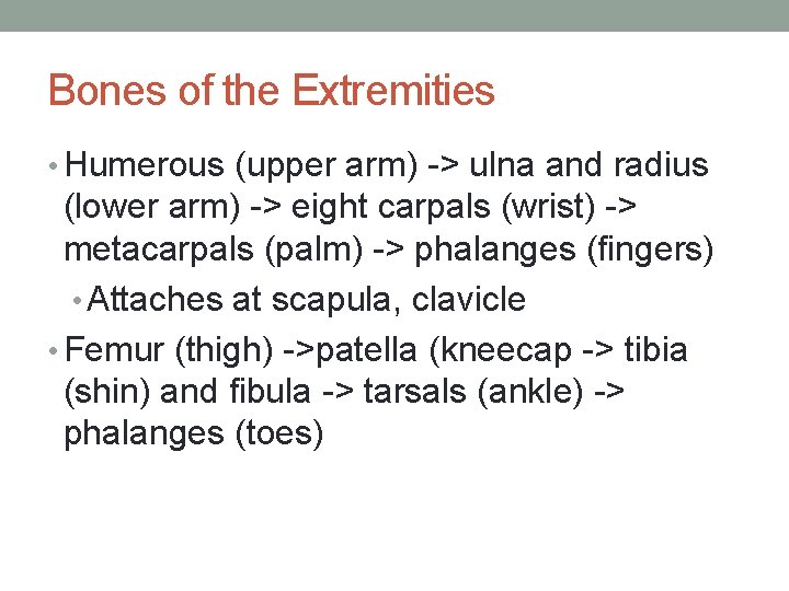 Bones of the Extremities • Humerous (upper arm) -> ulna and radius (lower arm)