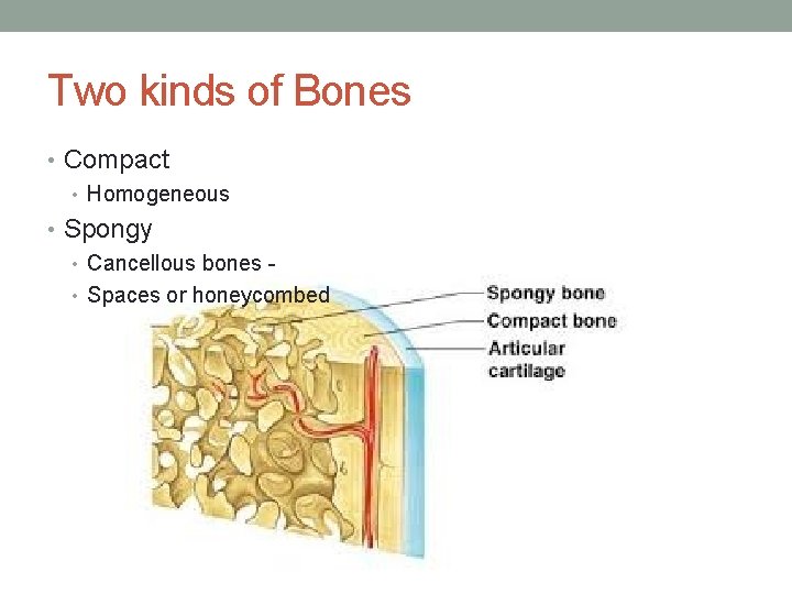 Two kinds of Bones • Compact • Homogeneous • Spongy • Cancellous bones •