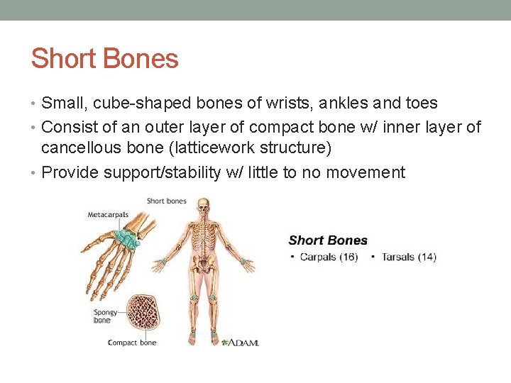 Short Bones • Small, cube-shaped bones of wrists, ankles and toes • Consist of