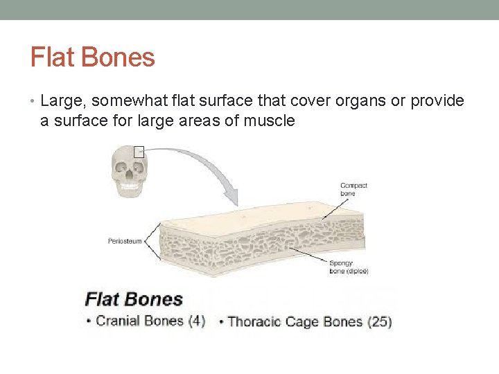 Flat Bones • Large, somewhat flat surface that cover organs or provide a surface
