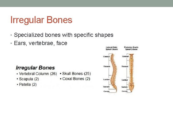 Irregular Bones • Specialized bones with specific shapes • Ears, vertebrae, face 