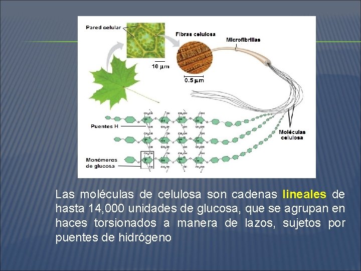 Las moléculas de celulosa son cadenas lineales de hasta 14, 000 unidades de glucosa,