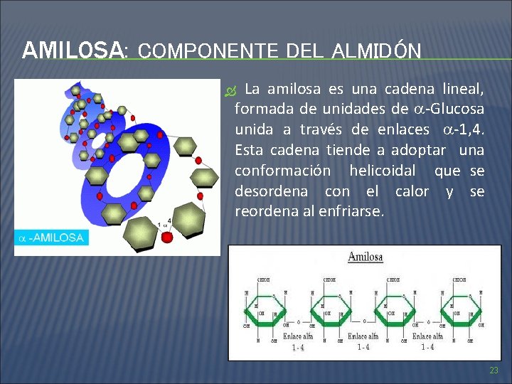 AMILOSA: COMPONENTE DEL ALMIDÓN La amilosa es una cadena lineal, formada de unidades de