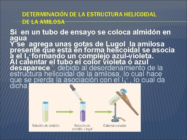 DETERMINACIÓN DE LA ESTRUCTURA HELICOIDAL DE LA AMILOSA Si en un tubo de ensayo