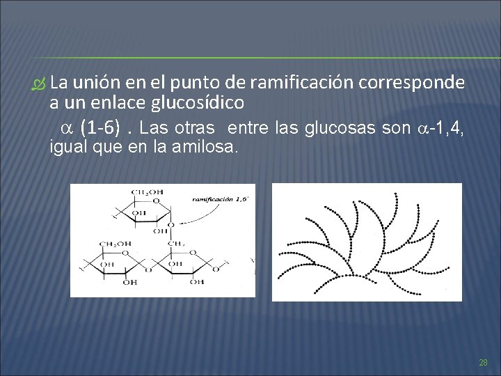  La unión en el punto de ramificación corresponde a un enlace glucosídico (1