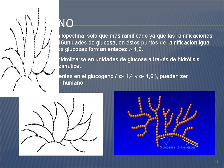 GLUCOGENO Es semejante a la amilopectina, solo que más ramificado ya que las ramificaciones