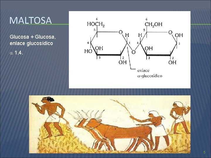 MALTOSA Glucosa + Glucosa, enlace glucosídico 1, 4. 5 