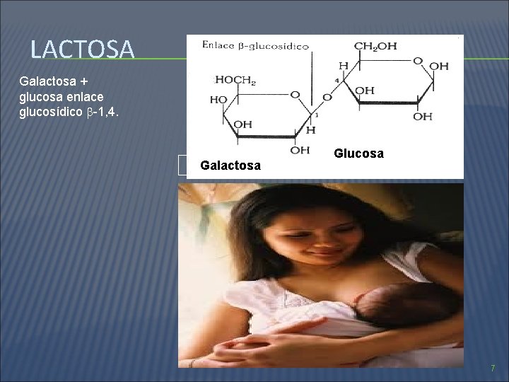 LACTOSA Galactosa + glucosa enlace glucosídico -1, 4. Galactosa Glucosa 7 