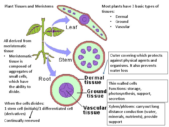 Plant Tissues and Meristems All derived from meristematic tissue • Meristematic tissue is composed