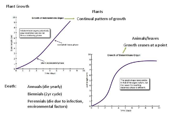 Plant Growth Plants Continual pattern of growth Animals/leaves Growth ceases at a point Death: