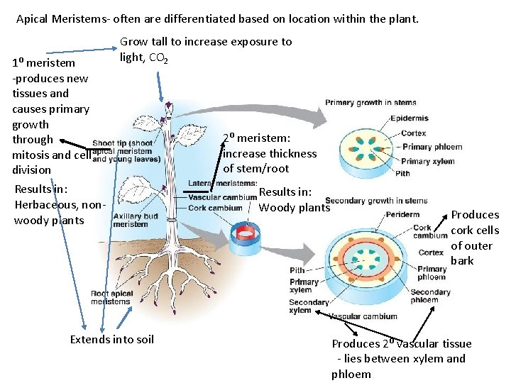 Apical Meristems- often are differentiated based on location within the plant. 1⁰ meristem -produces