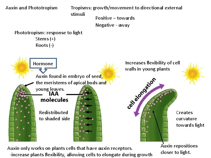 Auxin and Phototropism Tropisms: growth/movement to directional external stimuli Positive – towards Negative -