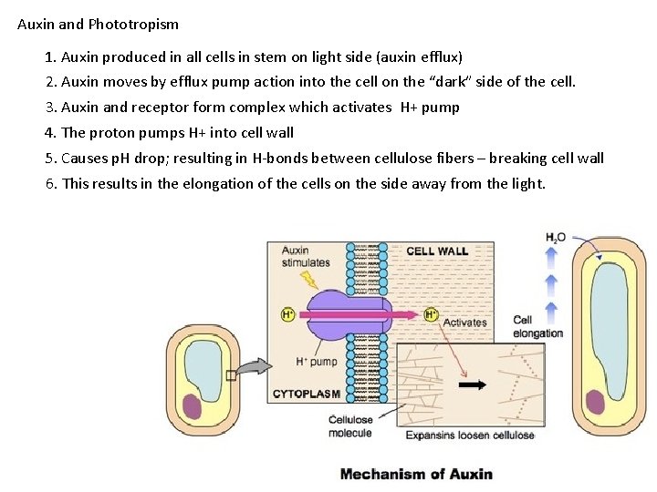 Auxin and Phototropism 1. Auxin produced in all cells in stem on light side