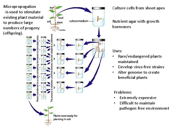 Micropropogation -is used to stimulate existing plant material to produce large numbers of progeny