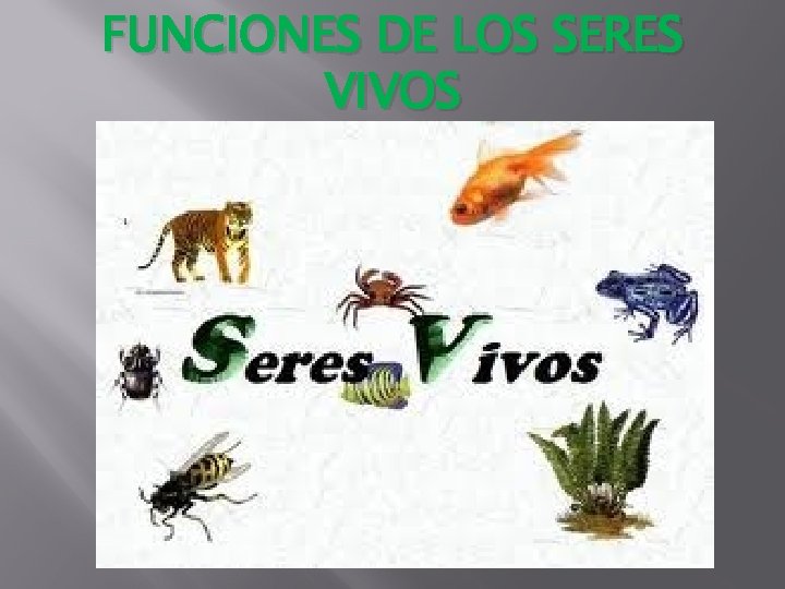 FUNCIONES DE LOS SERES VIVOS 