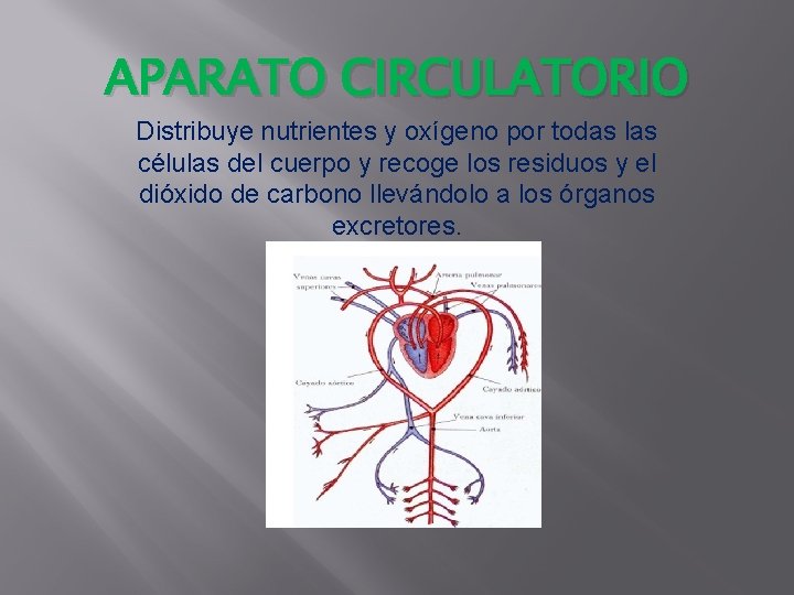 APARATO CIRCULATORIO Distribuye nutrientes y oxígeno por todas las células del cuerpo y recoge