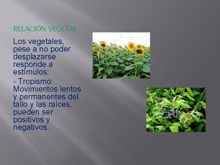 RELACIÓN VEGETAL Los vegetales, pese a no poder desplazarse responde a estímulos: - Tropismo: