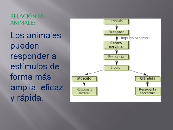 RELACIÓN EN ANIMALES Los animales pueden responder a estímulos de forma más amplia, eficaz